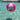 Pink Flamingo Beach ball in water
